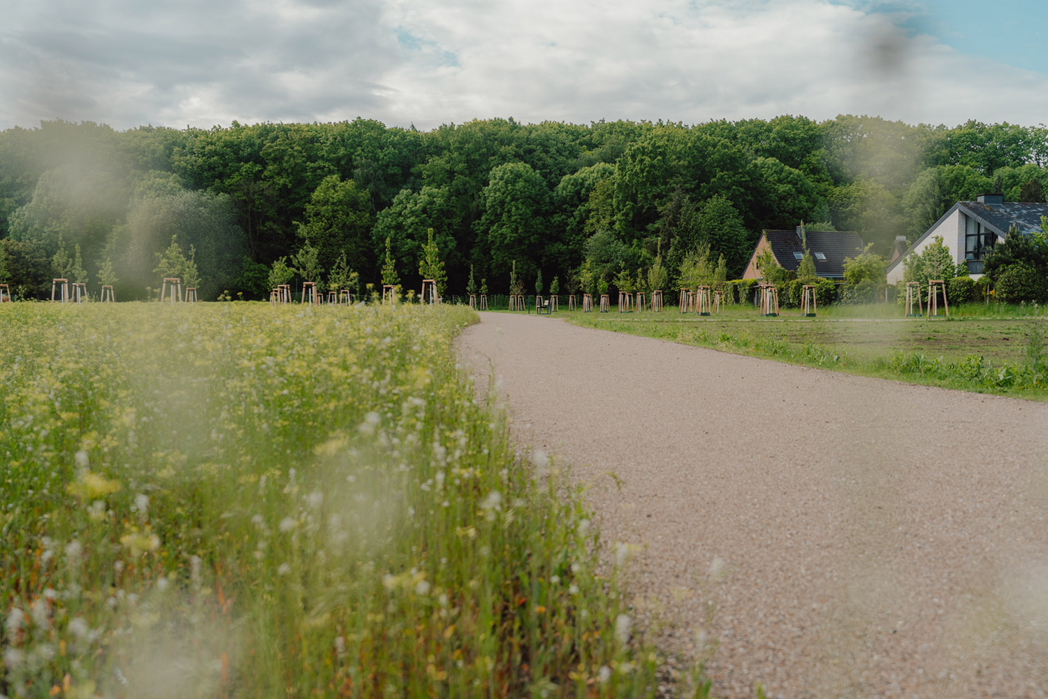Ein Weg durch eine grüne Wiese, im Hintergrund frisch geplanzte Bäume